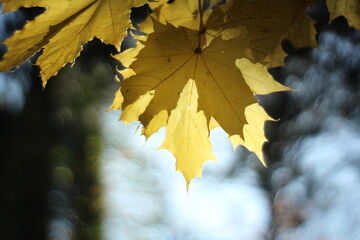 Autumn yellow color leaves in sunlight