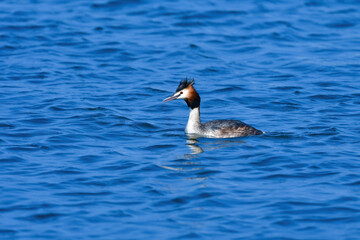 早春の港の海で見られる飾り羽が美しい冬の渡り鳥カンムリカイツブリ