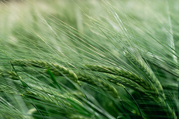 Fresh organic green wheat, closeup. Agriculture background