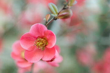 Closeup of fresh pink blossom of Chaenomeles japonica