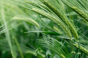 Fresh organic green wheat, closeup. Agriculture background