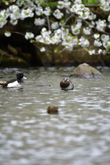 早春の満開の桜とめったに見られない珍しい水鳥クビワキンクロ