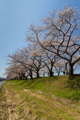 Obraz premium 季節の花