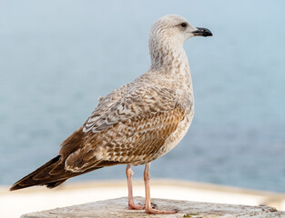 Obraz premium White and grey seagull