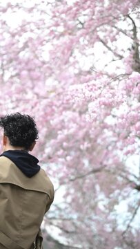 Man taking a picture of cherry blossoms in full bloom with his smartphone