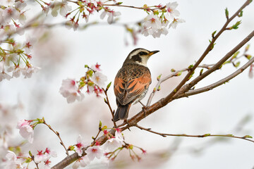 春の満開の桜と身近な渡り鳥ツグミ