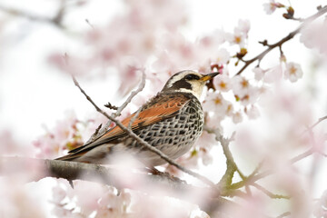 春の満開の桜と身近な渡り鳥ツグミ