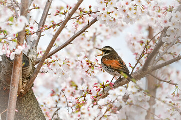 Fototapeta premium 春の満開の桜と身近な渡り鳥ツグミ