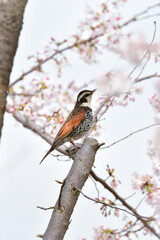 春の満開の桜と身近な渡り鳥ツグミ
