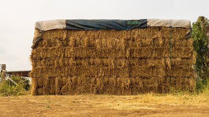 A low angle view. Heaps of straw bales taken from the harvested rice fields stacked.