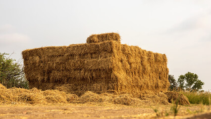 Low angle view. Heaps of straw bales from harvested rice fields piled up in dense rows.