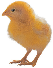 Bright baby chicken on a clear background