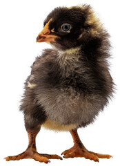 Black and white baby chick