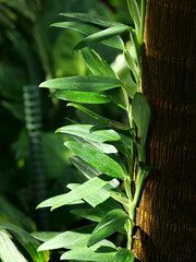 Translucent Backlit Mizuhashi Leaf
