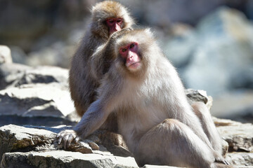 地獄谷温泉でのんびりお湯につかるサル