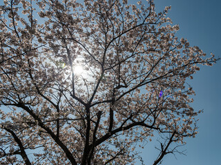 見上げる桜