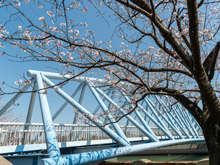 潮風橋と桜