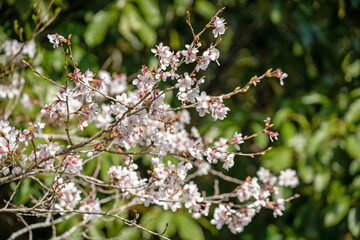 春の訪れを告げる桜