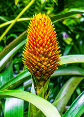 Orange tropical flower