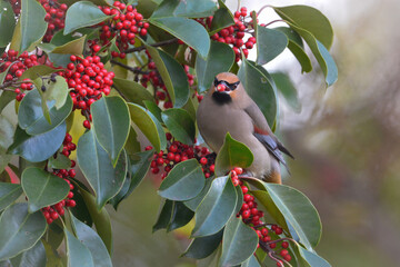 赤いクロガネモチの実を食べる美しい冬の渡り鳥キレンジャク