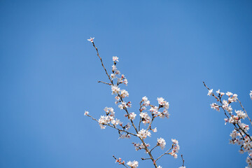 春の訪れを告げる桜