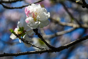 青い空に白とピンクの桜が咲いている