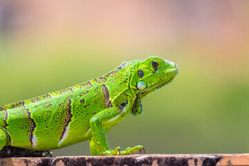 chameleon on a branch