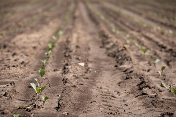 Young salad leaves grow in the field. Vegetable rows, agriculture. Landscape with agricultural lands.