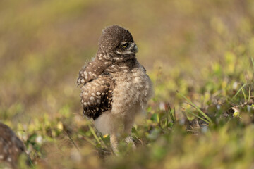 Junior burrowing owl