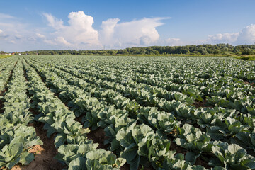 Fototapeta premium A field with beds of organic cabbage. Fresh green cabbage leaves closeup. Agriculture. Healthy diet.