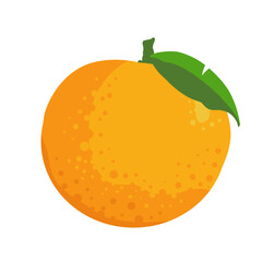 Orange fruit - vector illustration