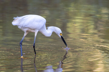 white heron ardea cinerea