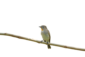 Beautiful Taiga flycatcher bird isolated on transparent background png file
