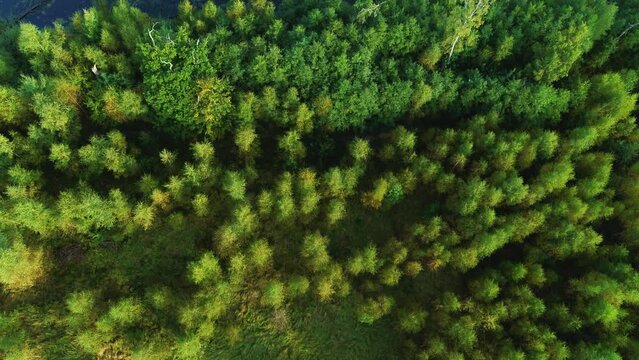 Drone flying slowly forward over the forest and lake of Rude Skov, Denmark. The trees are in full bloom. It is a sunny spring day. 4K drone aerial 