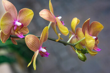 Yellow and pink orchids on a branch