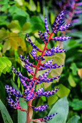 purple flowers on a branch