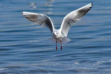 青い海で羽ばたく海辺の冬の渡り鳥ユリカモメ