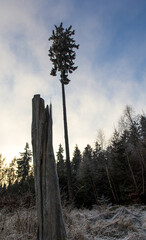 rotten tree stumpf, dynamic, with white frost from winter day short after sundown