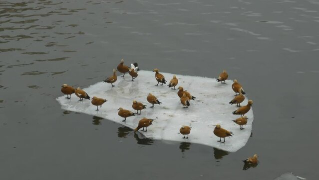 The ruddy shelduck or red duck ogar floats on an ice floe on the Moskva River