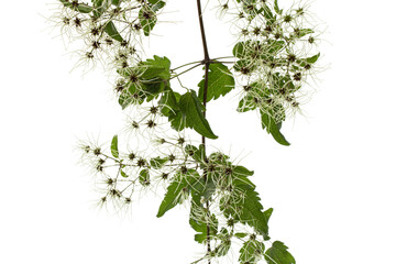 Seeds (fruits) and leafs of Clematis , lat. Clematis vitalba L., isolated on white background