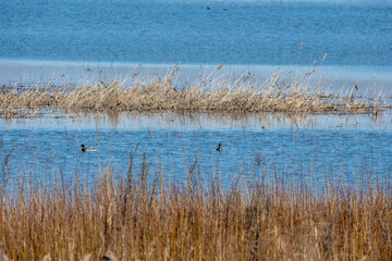 spring birds looking for food on a spring day in a field