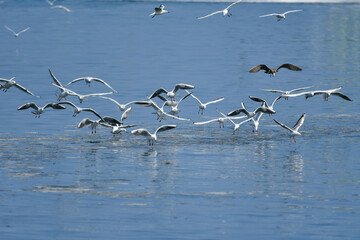 青い海で羽ばたく海辺の冬の渡り鳥ユリカモメ
