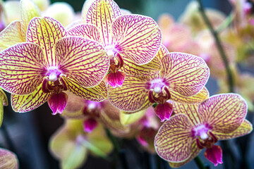 yellow and pink orchids