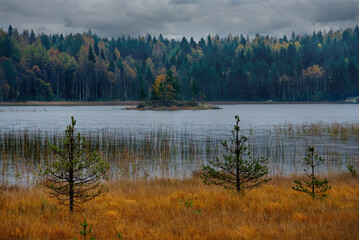 Russia. Republic of Karelia. Autumn colors on the shore of Lake Ladoga near the city of Sortavala.