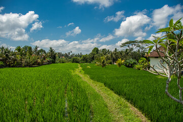 Fototapeta na wymiar Beautiful landscape of green rice terraces along the Campuhan Ridge Walk in Bali