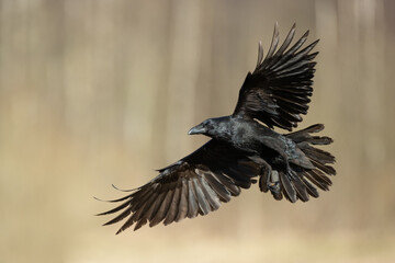 Bird Common Raven Corvus corax, dark style big black scary bird flying, Helloween