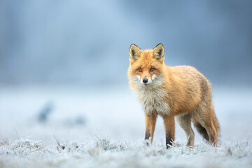 Fox Vulpes vulpes in spring scenery, Poland Europe, animal walking among spring meadow