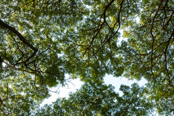 Tree leaves against the blue sky
