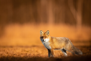 Fox Vulpes vulpes in spring scenery, Poland Europe, animal walking among spring meadow