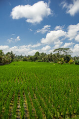 Beautiful landscape of green rice terraces along the Campuhan Ridge Walk in Bali